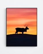 Reindeer at sunset
