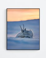 Reindeer resting at sunset