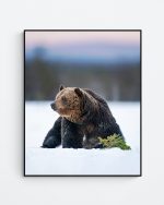 Bear on snow