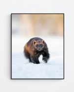 Wolverine