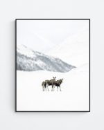 Moose in a winter landscape