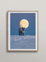 Reindeer and full moon