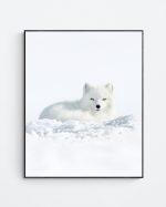 Arctic Fox close-up