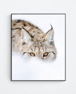 Lynx close-up