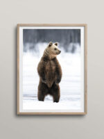 Bear on snow