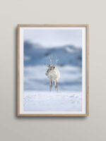 Reindeer in the storm