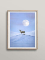 Reindeer and the moon