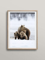 Mother bear and her cubs on snow