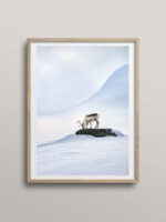 Reindeer on a stone