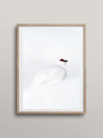 Rockptarmigan