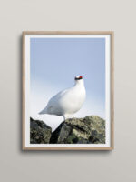 Rockptarmigan on a stone