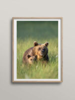 Mother bear and cub