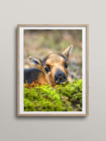 One week old reindeer calf