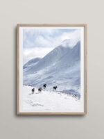 Moose running down the mountain