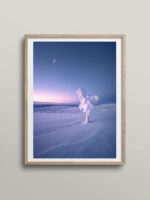 Snowy tree and polar light