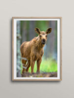 Moose Calf
