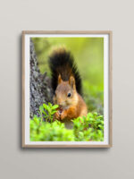 Eating Squirrel