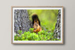 Squirrel between trees