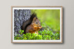 Squirrel eating nuts 