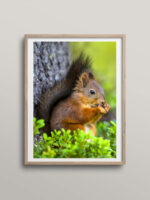 Eating Squirrel II