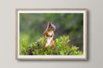 Squirrel in blubbery bush