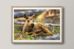 Relaxing moose calf