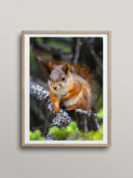 Squirrle in tree