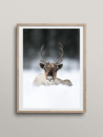 Reindeer portrait