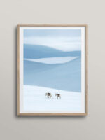 Reindeer in the mountains