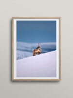 Reindeer facing the sunset
