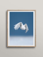 Ptarmigan in flight