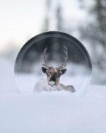 Wooden Tray - Reindeer in snow
