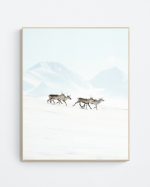 Reindeer on the run
