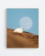 Resting ptarmigan