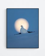 Ptarmigan in full moon