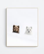 arctic fox couple