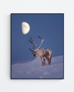 Reindeer in moonlight