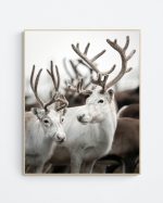 Reindeer formation