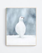 Ptarmigan in the rain