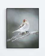 Arctic Redpoll