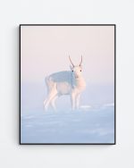 Reindeer calf during blue hour