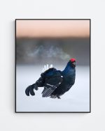 Black grouse lek
