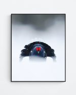 Eye contact with a black grouse