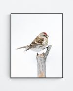 Redpoll in winter landscape