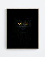 Eagle-owl eyes