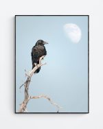 Raven and the Moonlit weathered pine