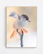 The Stately Jay